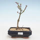 Outdoor bonsai - Acer palmatum SHISHIGASHIRA- Small maple VB2020-249 - 1/3