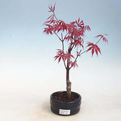 Outdoor bonsai - Acer palm. Atropurpureum-Maple