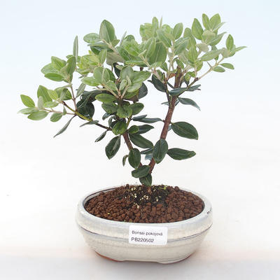 Indoor bonsai - Metrosideros excelsa PB220502 - 1