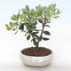 Indoor bonsai - Metrosideros excelsa PB220502 - 1/3