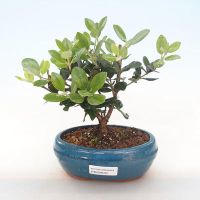 Indoor bonsai - Metrosideros excelsa PB220503 - 1