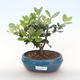 Indoor bonsai - Metrosideros excelsa PB220503 - 1/3