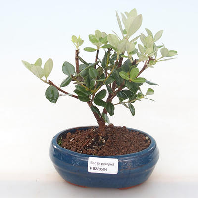 Indoor bonsai - Metrosideros excelsa PB220504 - 1