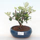 Indoor bonsai - Metrosideros excelsa PB220504 - 1/3