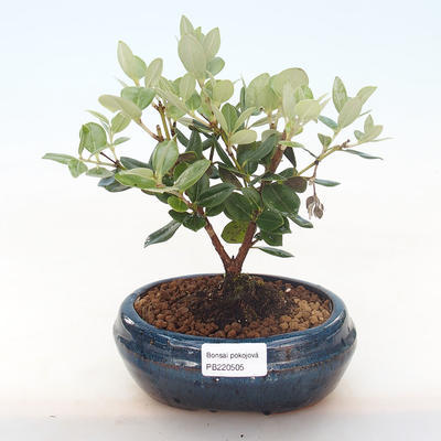 Indoor bonsai - Metrosideros excelsa PB220505 - 1