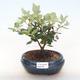 Indoor bonsai - Metrosideros excelsa PB220505 - 1/3