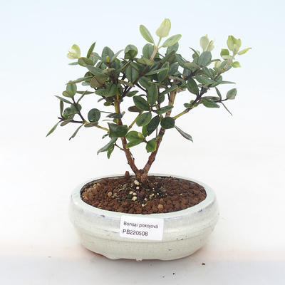 Indoor bonsai - Metrosideros excelsa PB220508 - 1