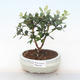 Indoor bonsai - Metrosideros excelsa PB220508 - 1/3