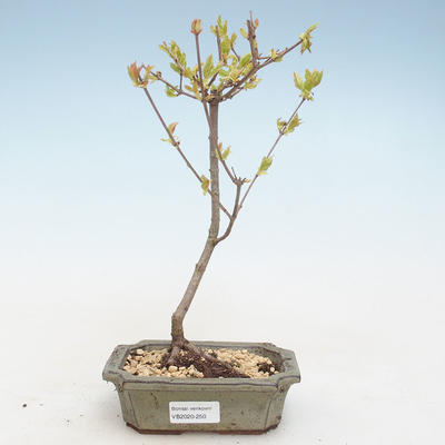 Outdoor bonsai - Acer ginala - Fire maple VB2020-250