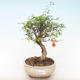 Indoor bonsai-PUNICA granatum nana-Pomegranate PB220511 - 1/3