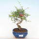 Indoor bonsai-PUNICA granatum nana-Pomegranate PB220512 - 1/3