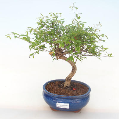Indoor bonsai-PUNICA granatum nana-Pomegranate PB220513 - 1