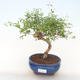 Indoor bonsai-PUNICA granatum nana-Pomegranate PB220513 - 1/3