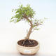 Indoor bonsai-PUNICA granatum nana-Pomegranate PB220514 - 1/3