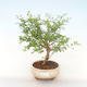 Indoor bonsai-PUNICA granatum nana-Pomegranate PB220515 - 1/3