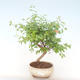 Indoor bonsai-PUNICA granatum nana-Pomegranate PB220517 - 1/3