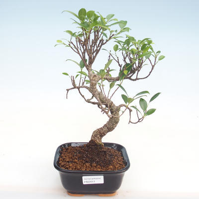 Indoor bonsai - Ficus kimmen - small leaf ficus PB220053