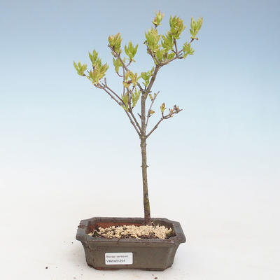 Outdoor bonsai - Acer ginala - Fire maple VB2020-254
