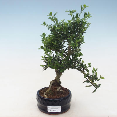 Indoor bonsai - Ilex crenata - Holly PB220552 - 1