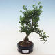 Indoor bonsai - Ilex crenata - Holly PB220552 - 1/2
