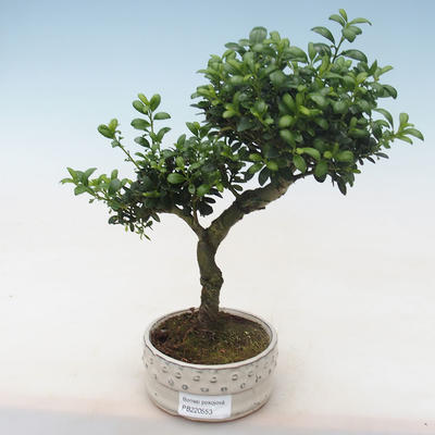 Indoor bonsai - Ilex crenata - Holly PB220553 - 1