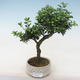 Indoor bonsai - Ilex crenata - Holly PB220553 - 1/2