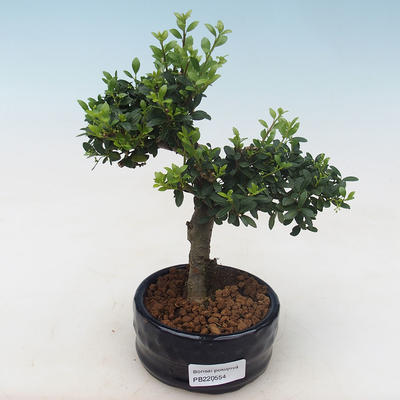 Indoor bonsai - Ilex crenata - Holly PB220554 - 1
