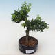 Indoor bonsai - Ilex crenata - Holly PB220554 - 1/2