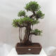 Room bonsai - Ficus retusa - small ficus - 1/4