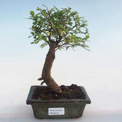Indoor bonsai-Ulmus Parvifolia-Small leaf elm PB220572