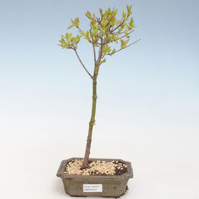 Outdoor bonsai - Acer ginala - Fire maple VB2020-257