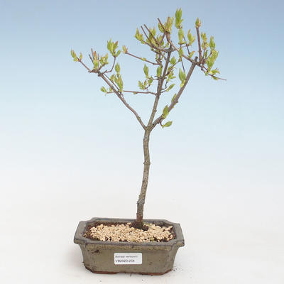 Outdoor bonsai - Acer ginala - Fire maple VB2020-258