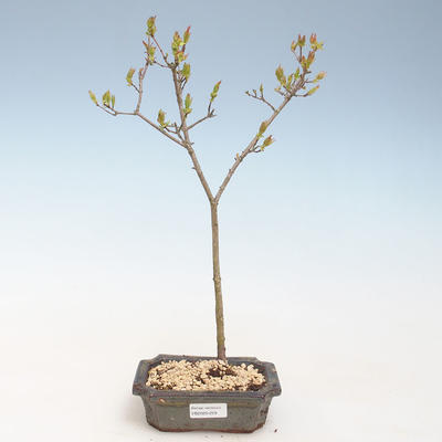 Outdoor bonsai - Acer ginala - Fire maple VB2020-259