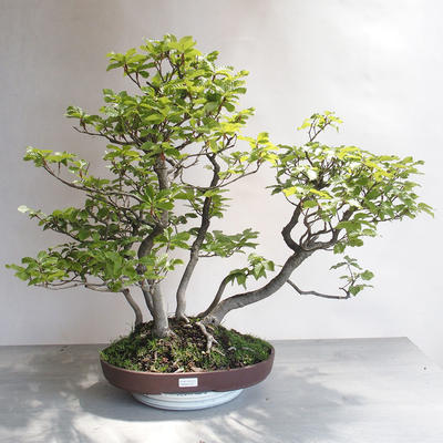 Outdoor bonsai - Fagus sylvatica - European beech - 1