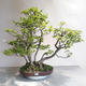Outdoor bonsai - Fagus sylvatica - European beech - 1/5