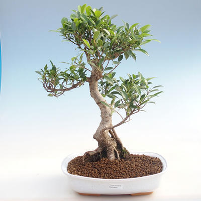 Indoor bonsai - Ficus retusa - small leaf ficus PB220603 - 1