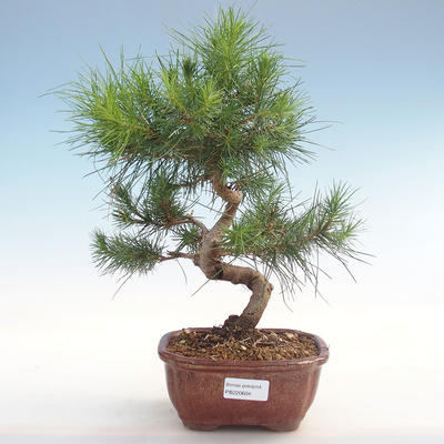 Indoor bonsai-Pinus halepensis-Aleppo pine PB220604