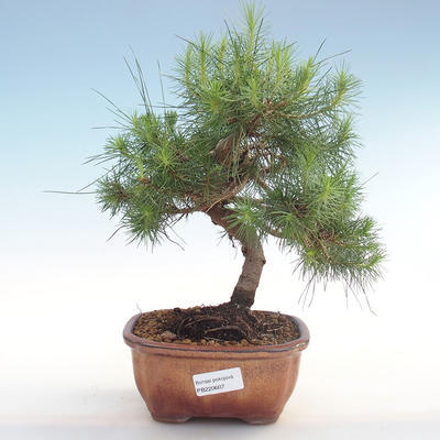 Indoor bonsai-Pinus halepensis-Aleppo pine PB220607
