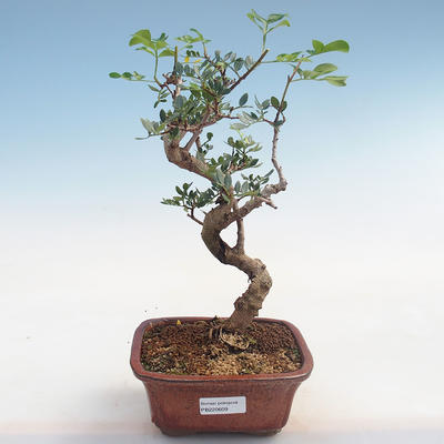 Indoor bonsai-Pistachio PB220609 - 1
