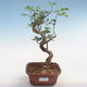 Indoor bonsai-Pistachio PB220609 - 1/3