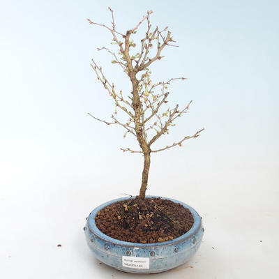 Outdoor bonsai - Prunus in Kojonno mai-Slivio - Plum VB2020-160 - 1