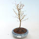 Outdoor bonsai - Prunus in Kojonno mai-Slivio - Plum VB2020-160 - 1/2