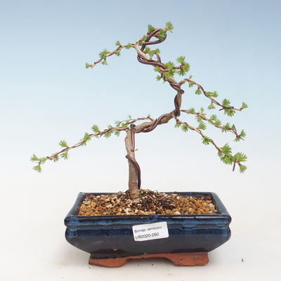 Outdoor bonsai -Larix decidua - European larch VB2020-260