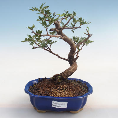 Indoor bonsai-Pistachio PB220611 - 1