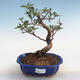 Indoor bonsai-Pistachio PB220611 - 1/3