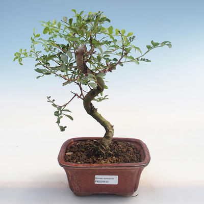 Indoor bonsai-Pistachio PB220612 - 1