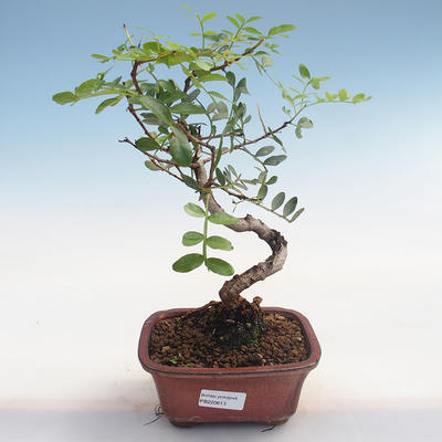 Indoor bonsai-Pistachio PB220613 - 1