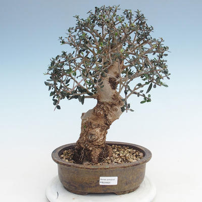 Indoor bonsai - Olea europaea sylvestris -Oliva European small leaf PB220625 - 1