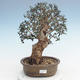Indoor bonsai - Olea europaea sylvestris -Oliva European small leaf PB220625 - 1/5