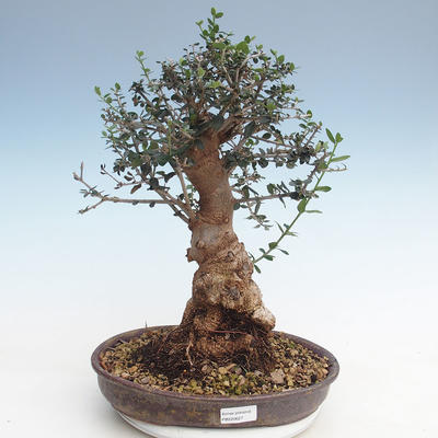 Indoor bonsai - Olea europaea sylvestris -Oliva European small leaf PB220627 - 1